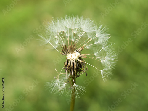 old white common dandelion blowballs that lost some seeds on green background - taraxacum officinale.jpg