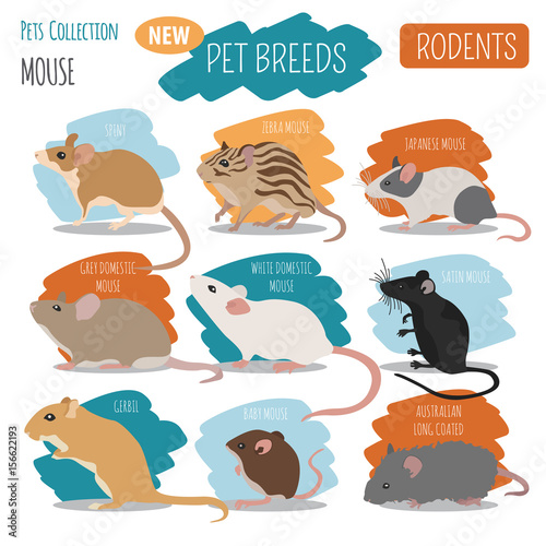 Mice breeds icon set flat style isolated on white. Mouse rodents collection. Create own infographic about pets