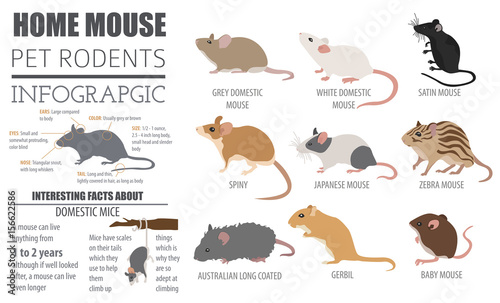 Mice breeds icon set flat style isolated on white. Mouse rodents collection. Create own infographic about pets photo