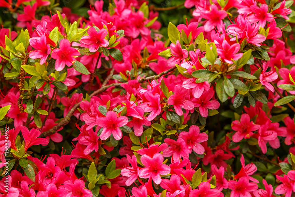 Floral background of azalea (rhododendron) Floral background of azalea (rhododendron)