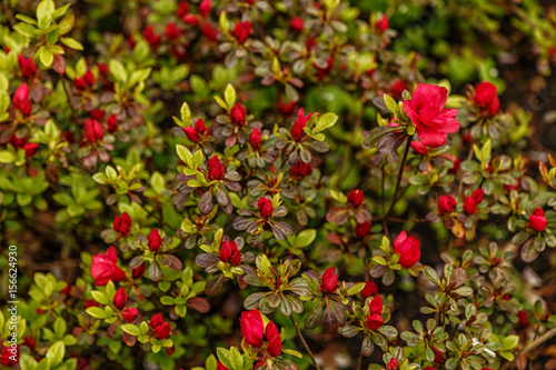 Floral background of azalea (rhododendron)