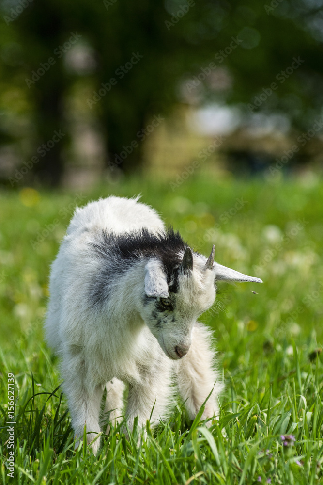 White goat grazing in a meadow 