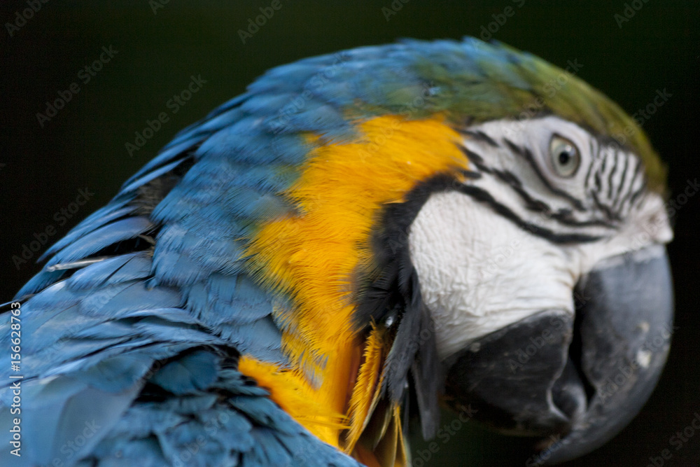 Beautiful Macaw Parrot, Guacamaya, Ara ararauna portrait  in the wild, Yumka Park, Mexico, Tabasco, Villahermosa.