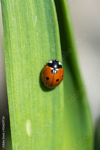Ladybug crawling on a leaf macro