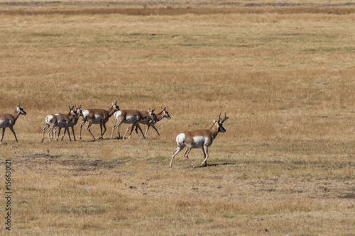 Pronghorn Antelope Herd in Rut
