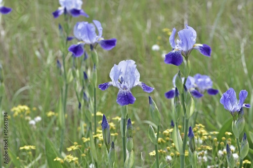 Schwertlilien im Gras