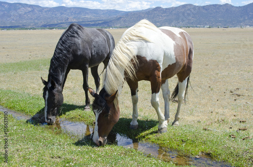 Quadro em tela Two Mountain Horses Drinking from a Stream