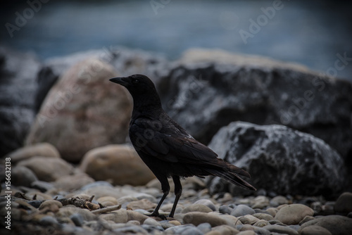 Crow standing near the river bank