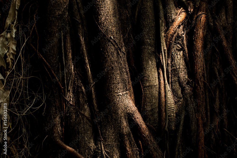 Low key photo.Banyan tree trunk close up, showing detailed texture of the bark for background Low key photo.Banyan tree trunk close up, showing detailed texture of the bark for background