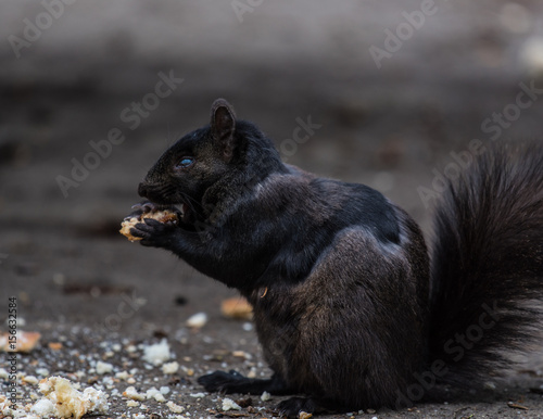 Black squirrel eating a rice cake