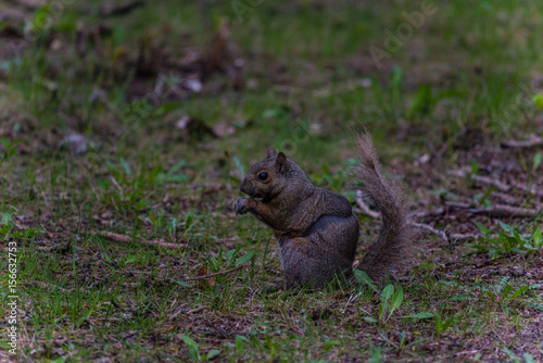 Brown squirrel on the grass eating
