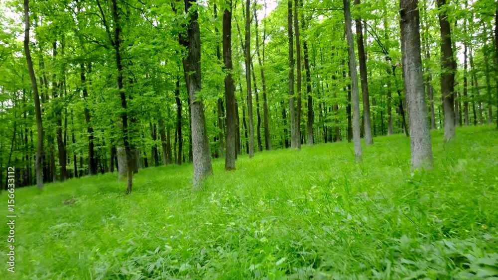 Steadicam shot thru green forest. Stabilized video of summer walk in forrest. Steadicam shot thru green forest. Stabilized video of summer walk in forrest.