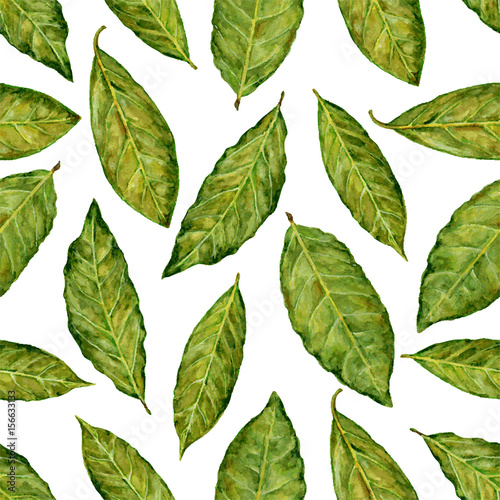 Bay leaf watercolor vector illustration isolated on white background, Hand drawn seamless pattern, Design food, Organic fresh spice ingredient for healthy market, restaurant menu, kitchen aromatherapy