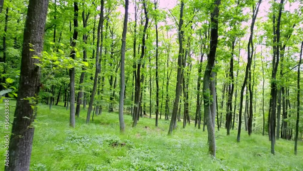 Steadicam shot thru green forest. Stabilized video of summer walk in forrest. Steadicam shot thru green forest. Stabilized video of summer walk in forrest.