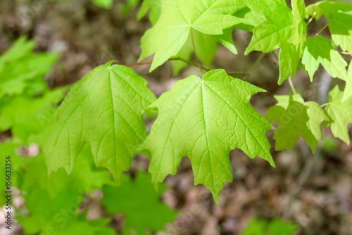 the green spring leaves on the branch of the tree.