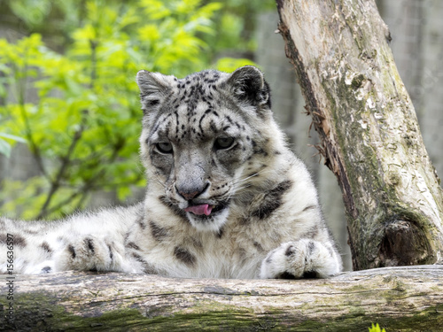 Resting Snow leopard, Uncia ounce