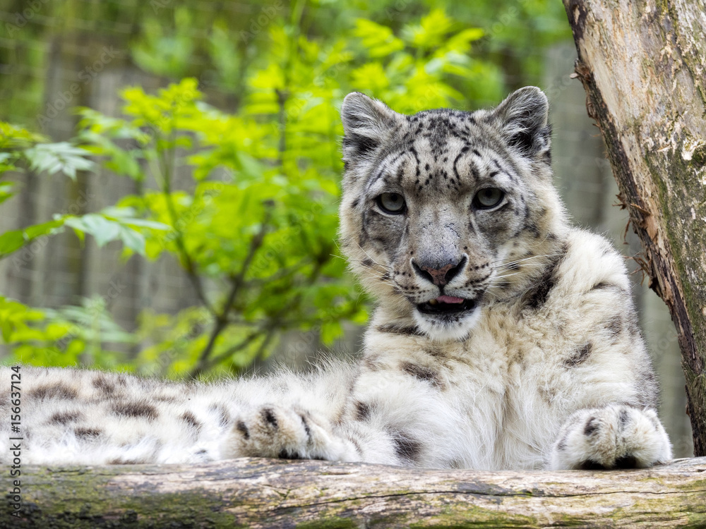 Obraz premium Resting Snow leopard, Uncia ounce