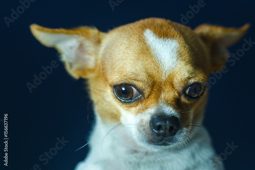 Chihuahua, cute, dog. © ownza