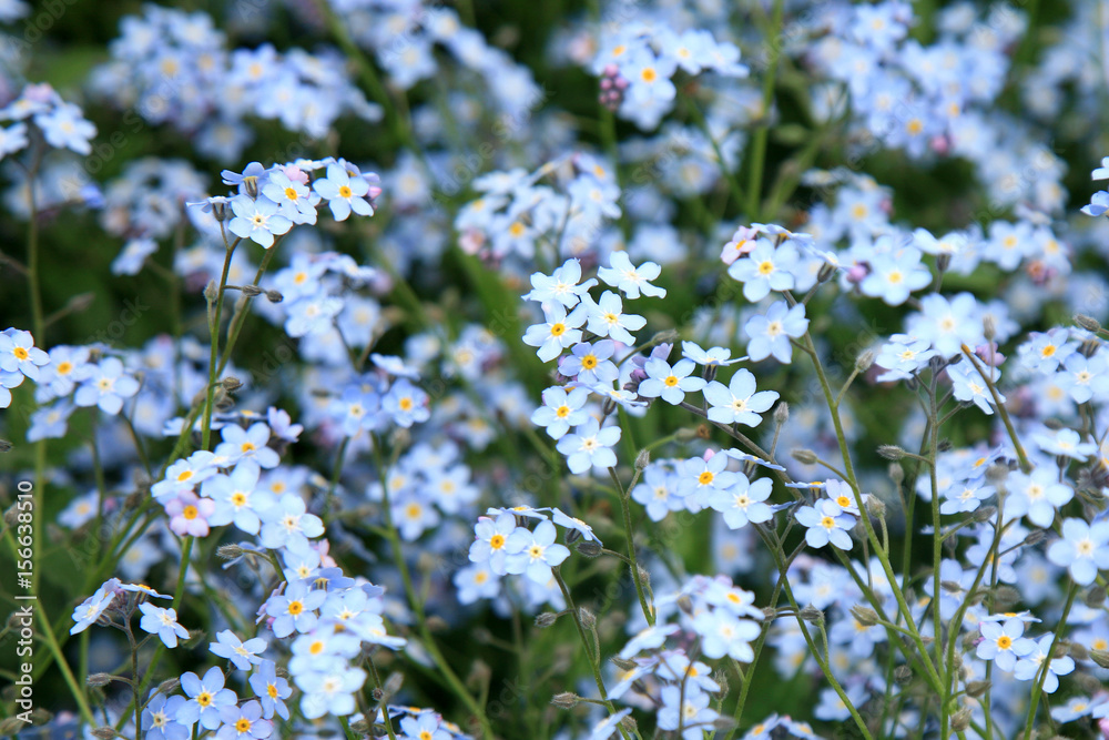 Background of many blue flowers forget-me-not Background of many blue flowers forget-me-not
