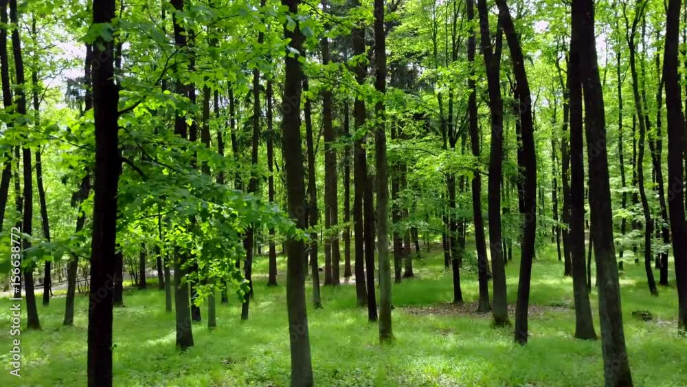 Steadicam shot thru green forest. Stabilized video of summer walk in forrest. Steadicam shot thru green forest. Stabilized video of summer walk in forrest.