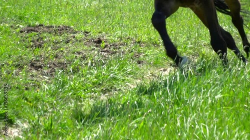 Closeup of brown horse running fast on the circle slow motion