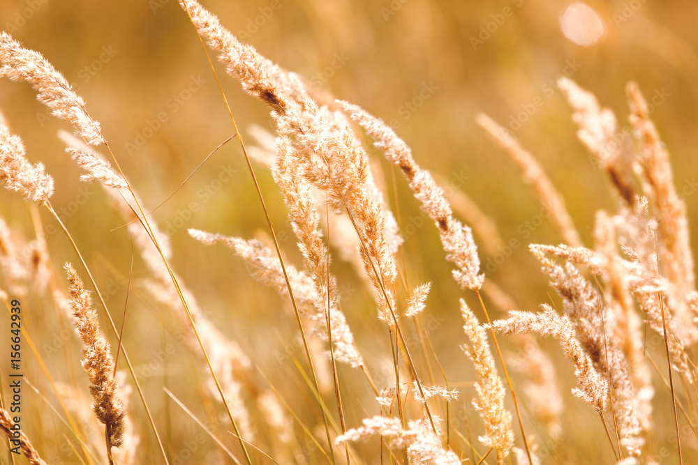 Natural autumn background with dried grass.