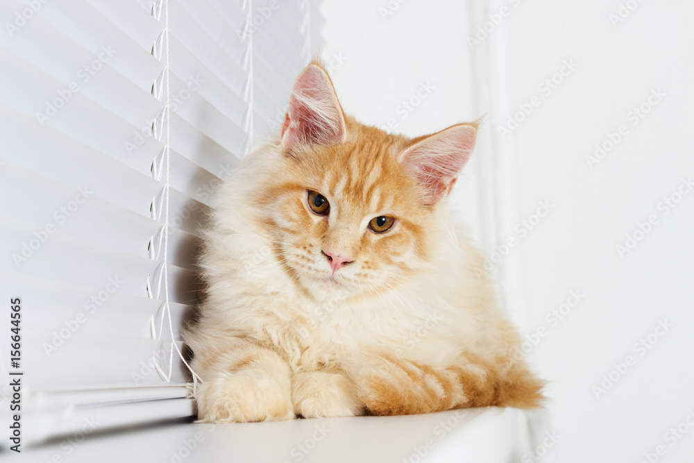 Cat on the windowsill, Maine Coon breed