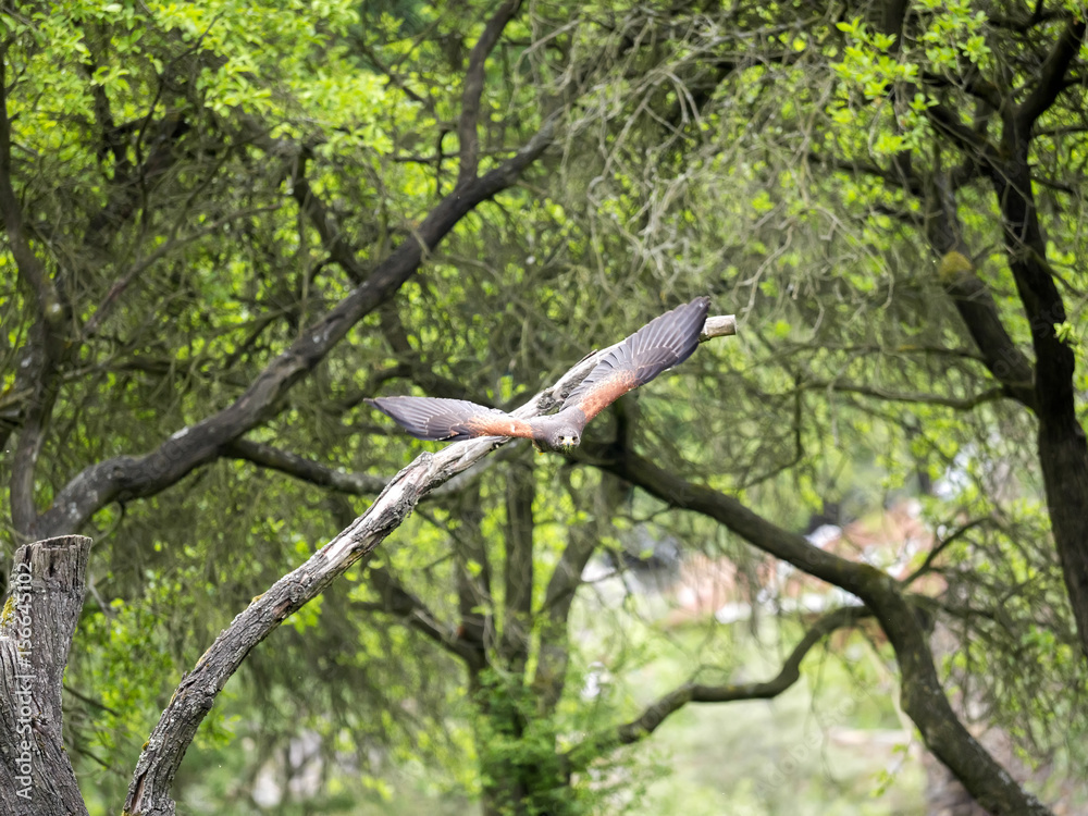 Harris' hawk, Parabuteo unicinctus, in flight Harris' hawk, Parabuteo unicinctus, in flight