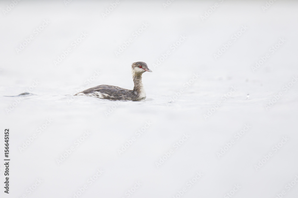horned grebe or Slavonian grebe (Podiceps auritus) horned grebe or Slavonian grebe (Podiceps auritus)