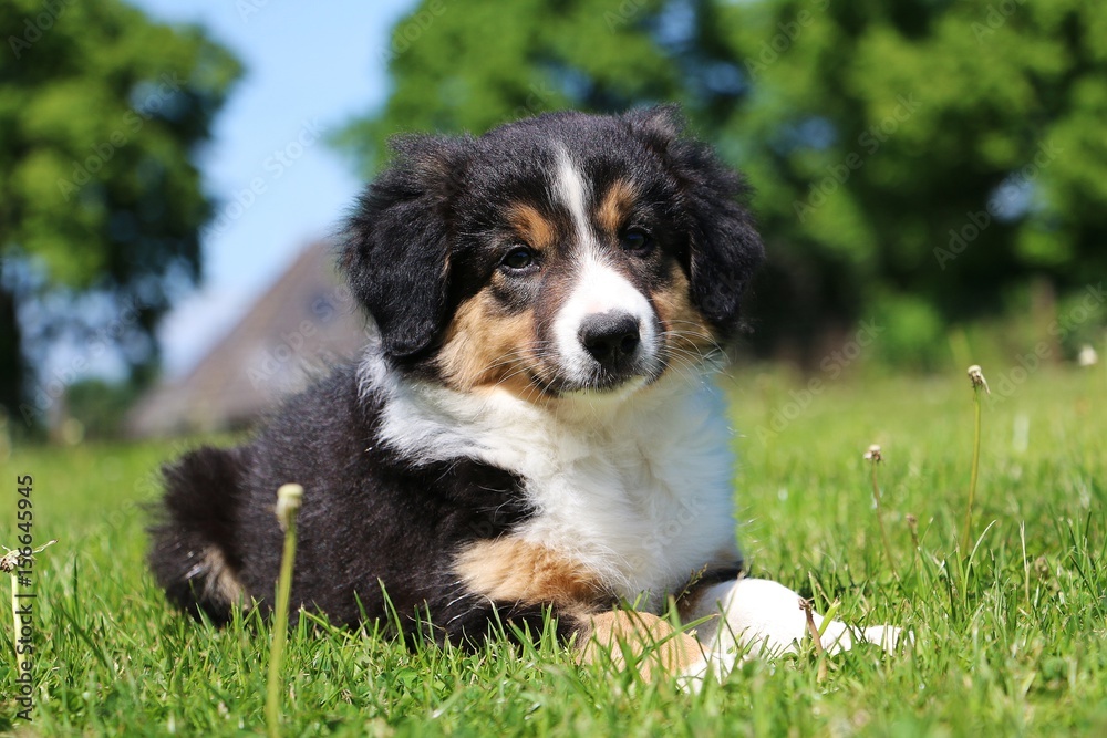 border collie welpe im garden