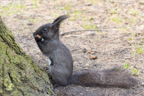 The black squirrel in spring time