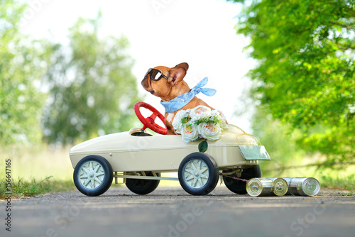 Hochzeitsreise - Bulldogge im Tretauto © Jenny Sturm