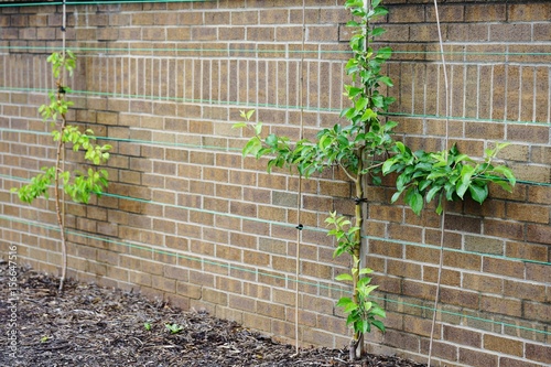 Obraz na plátně Young apple trees trained as espalier against a brick wall