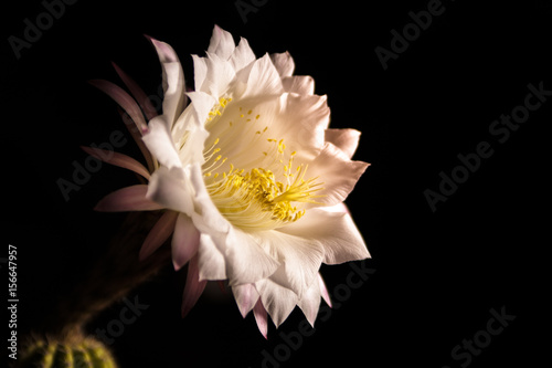 Close view of a flower of Echinopsis eyriesii photo