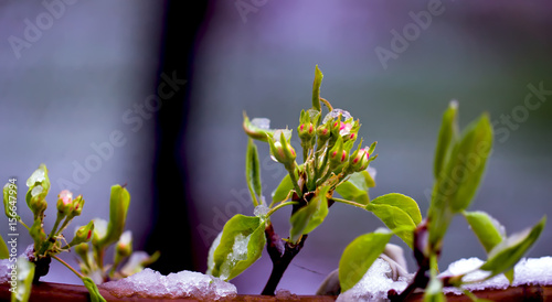 Flowers of the pear tree after the fallen snow in the Moscow region on May 9, 2017. Russia.