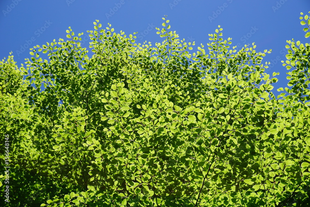 Buchenblätter in der Sonne vor blauem Himmel, Bayern Buchenblätter in der Sonne vor blauem Himmel, Bayern