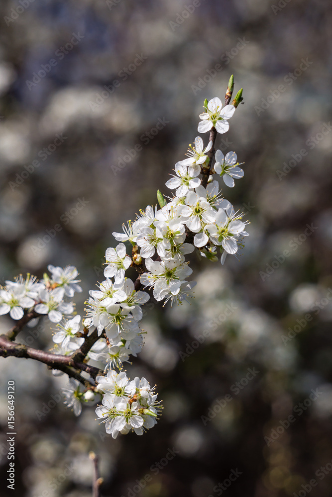 Obraz premium White cherry plum blossom