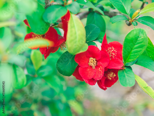 Red Plum flower blossom