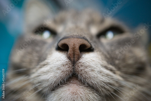 Canvas Print detailed macro shot of cat muzzle snout