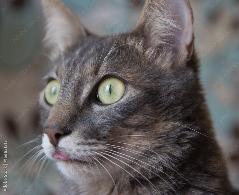 portrait of grey cat with green eyes and flicked out tongue