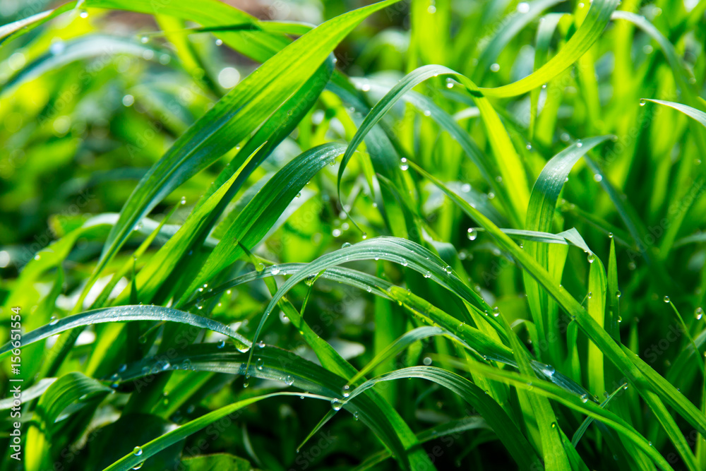 Green grass with dew drops Green grass with dew drops
