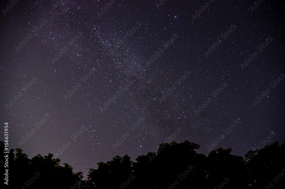 Starry sky and trees in the foreground