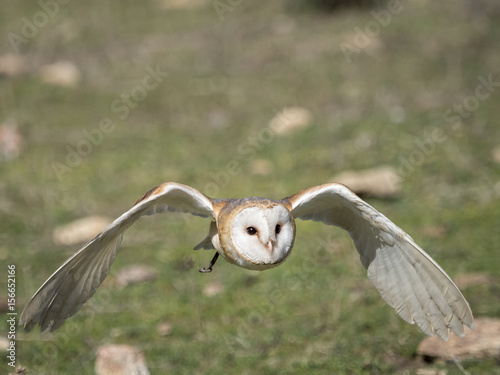 Barn owl (Tyto alba) flying in a falconry exhibition