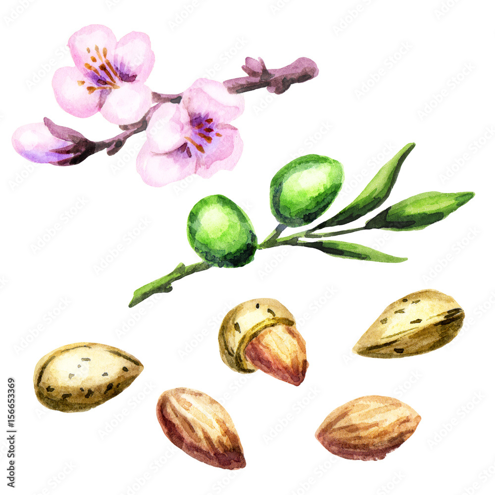 Almonds. Nuts, flowers and branch. Watercolor set Almonds. Nuts, flowers and branch. Watercolor set