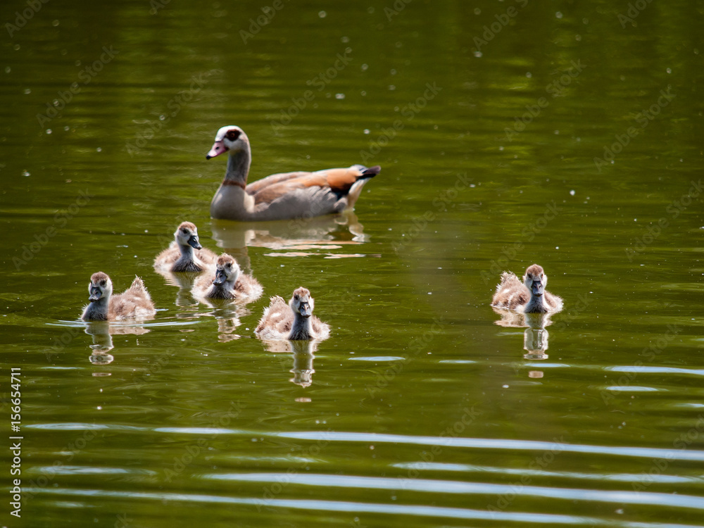 Entenfamilie im Wasser Entenfamilie im Wasser