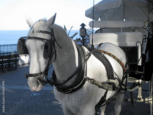 Caballo blanco con calesa