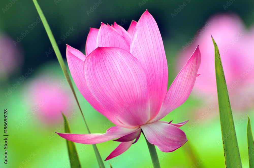 Fototapeta premium Blossom lotus flower