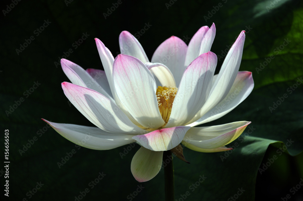 Blossom lotus flower Blossom lotus flower