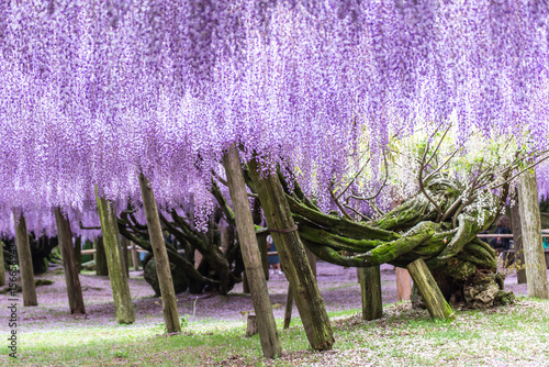 Fototapeta Naklejka Na Ścianę i Meble -  Wisteria tree at Kawachi Fuji Garden (Fukuoka, Japan)