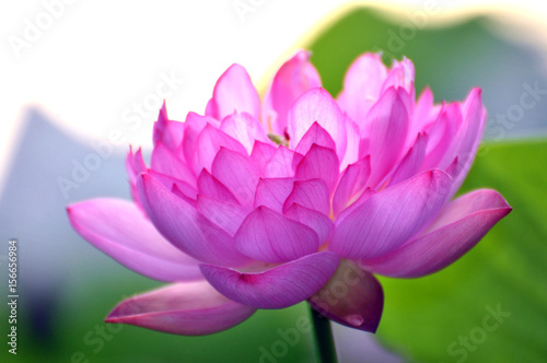 Blossom lotus flower